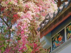 -深圳国际园林花卉博览园