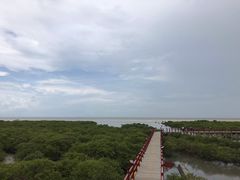 -北海金海湾红树林生态旅游区