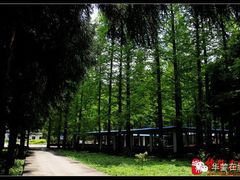 -华蓥山水杉山庄