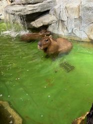 -Zoolung Zoolung动物主题公园(海信广场店)