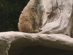 -上海野生动物园