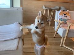 -柴犬小屋·柴餐厅·狗咖食堂(金鼎广场店)