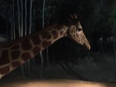 -清迈夜间动物园