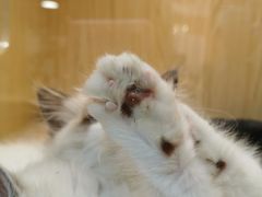 -屋虎猫馆(宝安大仟里店)
