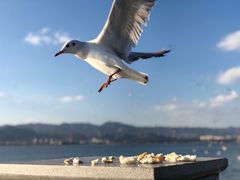 -海埂大坝