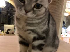 -猫和宫(六道口店)