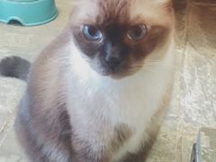 -猫街麻糍哥(思明南路店)