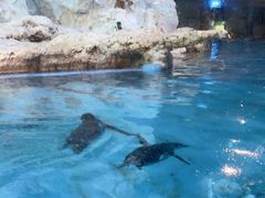 -帝企鹅自助餐厅•儿童岛•真企鹅(长隆企鹅酒店)