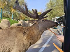 -北京野生动物园