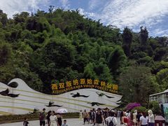 -西双版纳原始森林公园