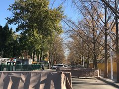 -三里屯东五街银杏大道