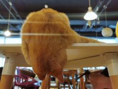 -Cappucimeow猫咪咖啡馆(韦伯时代店)