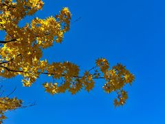 -长白岛森林公园