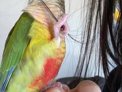 -吉丁鸟咖·异宠·寄养