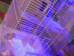 -同喜烤鸭店(光芒店)