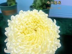 -南山植物园