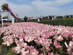 -荷兰花海