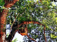 -北京西山国家森林公园