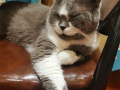-猫小院猫主题咖啡厅(北锣店)