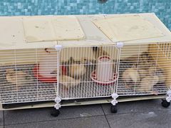 -京北渔家傲