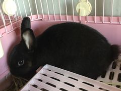 -藦茜花园宠物主题亲子互动体验馆(国顺东路店)