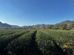 -中国茶叶博物馆(双峰馆区)