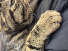 -派特宠物医院(圆融广场店)