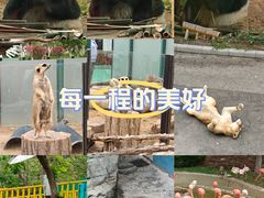-大连森林动物园