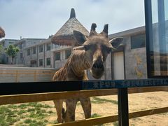 -西霞口神雕山野生动物世界