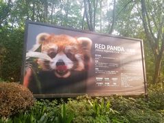 景点-成都大熊猫繁育研究基地