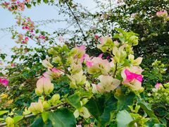 -中国科学院西双版纳热带植物园
