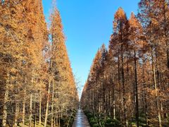 -黄海国家森林公园