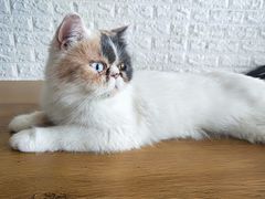 -平行世界·猫咖(首经贸店)