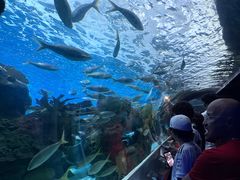 -瑞普利水族馆