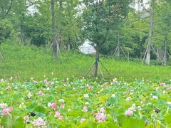 -荷塘月色湿地公园·向阳花洲