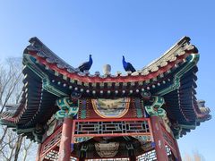 -北京麋鹿生态实验中心