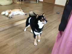 -南京Hallo宠物乐园·哈罗犬舍·柴犬繁育基地