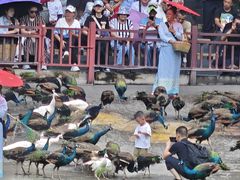 -西双版纳原始森林公园