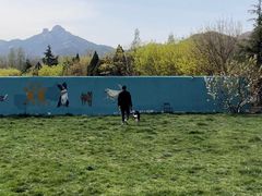 -趣玩宠物乐园寄养训犬训狗游泳池
