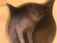 -more than meow吴止猫主题餐厅(承德 中船汇店)