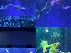 -合肥海洋世界