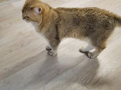 -柴迷FANS CLUB·柴犬狗咖·猫咖