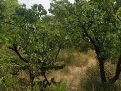 -阳台山自然风景区