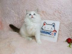 -十年猫舍·猫咪专门店(普陀店)