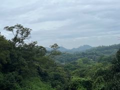 -深圳仙湖植物园