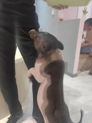 -Moni星球萌宠·小马宝莉·灵蛇·高端高阶全萌宠互动体验俱乐部(红豆国际广场店)