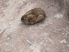 -西霞口神雕山野生动物世界