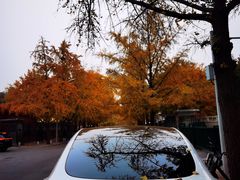 -三里屯东五街银杏大道