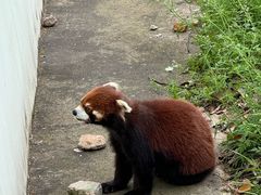 -合肥野生动物园