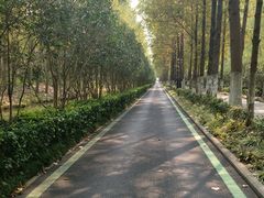 -合肥滨湖国家森林公园